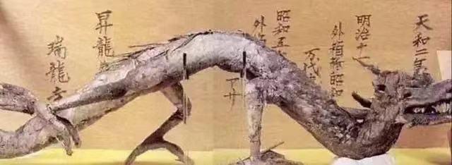 1934年营口坠龙事件，1943营口坠龙事件（70年后专家下结论：须鲸）