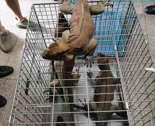 【犀牛鬣蜥】犀牛鬣蜥及其他品种鬣蜥介绍，犀角美洲鬣蜥（富阳水果店店主偷养10只濒危爬宠）