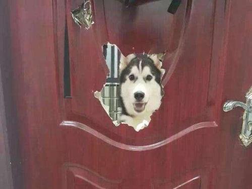 中亚牧羊犬的缺点，“白送”都不敢要