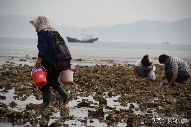 带壳生蚝水煮多久才熟，带壳的生蚝水煮几分钟可以熟（肥美生蚝这3种做法用时各异）