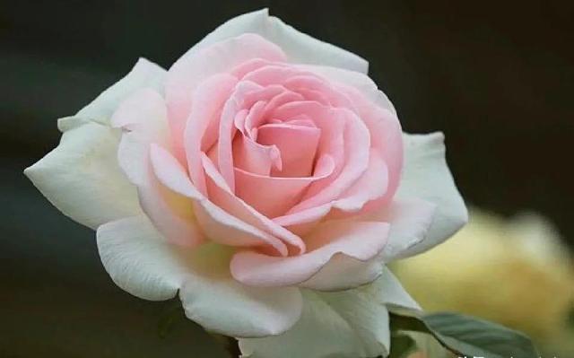 诚信赢天下是什么意思，诚信赢天下的句子经典语录（诚信赢天下）