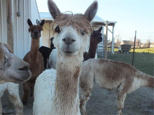 羊驼为什么吐口水，羊驼吐口水说明什么（“吐口水”是在传递信息）