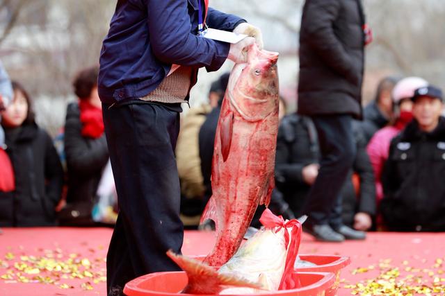 海安俗称铜头的是什么鱼，海铜鱼是什么鱼图片（第九届里下河捕鱼节开幕式）
