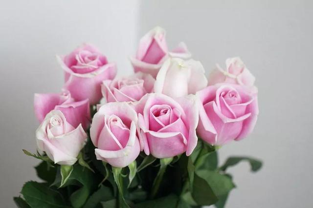 各种玫瑰花的含义，各色的玫瑰花有什么含意（一篇文章认全花店必备80种玫瑰花）