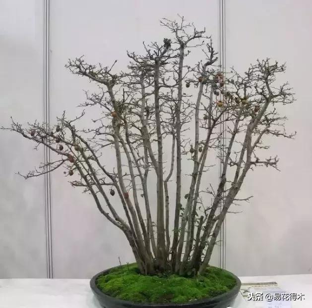 老鸦柿和金弹子的区别，老鸦柿和金弹子谁更容易养活（老鸦柿盆景）