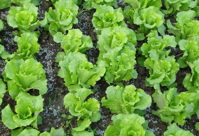 种植什么蔬菜一年四季不愁卖，三种蔬菜一到春天抓紧种植