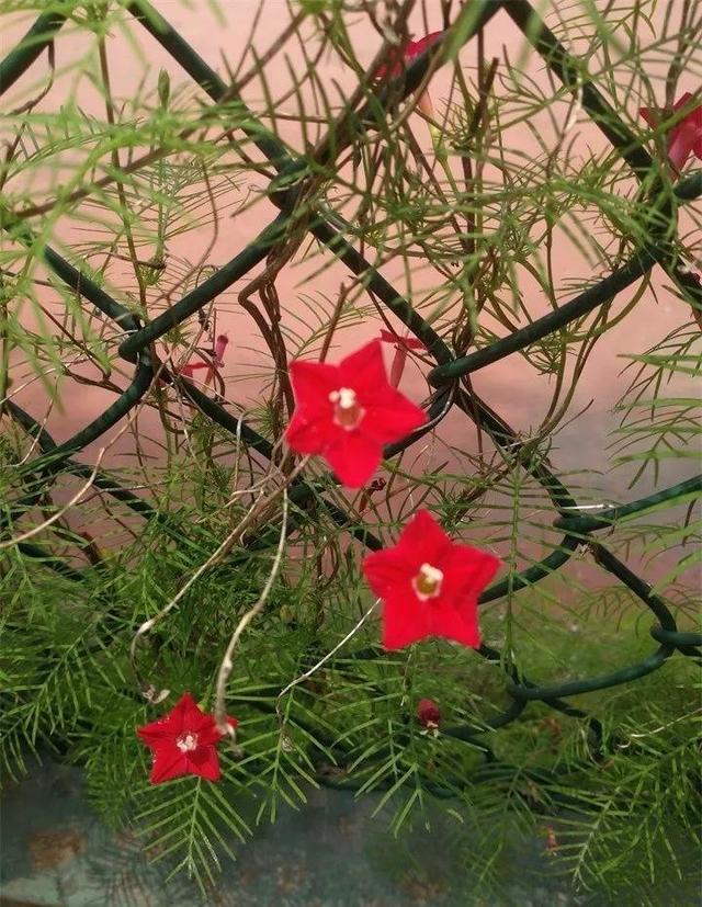 SuSu:一起种草莓来吗，微信头像，SuSu:一起种草莓来吗?【杂图】（花芽蹭蹭长满盆）