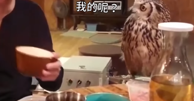 猫头鹰长什么样，猫头鹰是一种什么样的动物（主人喊一声就过来）