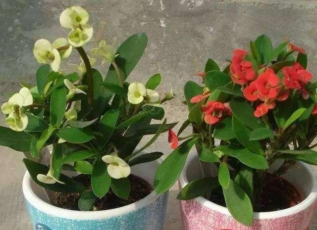 刺梅的养殖方法和注意事项，小叶刺梅的养殖方法和注意事项（有点“小危险”）