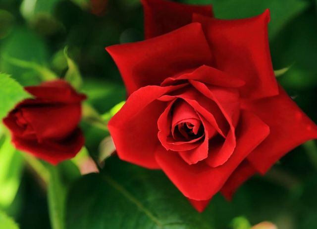 表达爱意的诗词，男子表达爱意的诗词（520告白日）