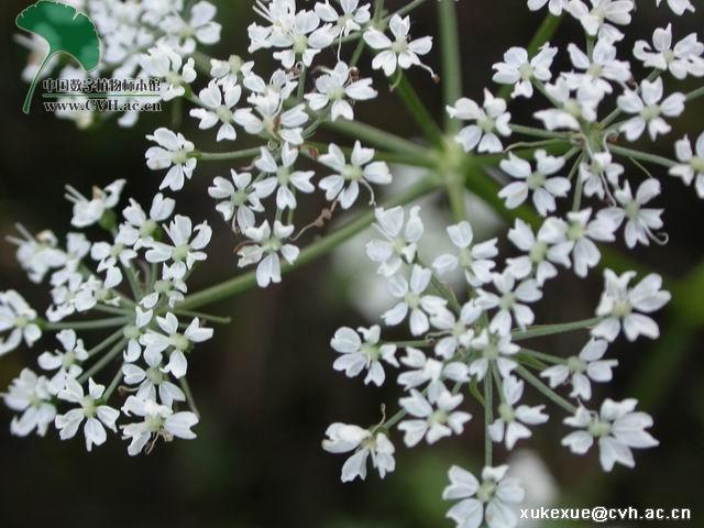 本草图经作者是谁，《本草图经》的作者（芎藭 蘼蕪 藁本）