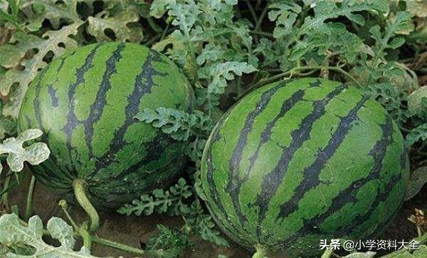 关于蔬菜类的词语，蔬菜的词语有（关于《水果蔬菜+农作物》的好词、好段、百科小知识）