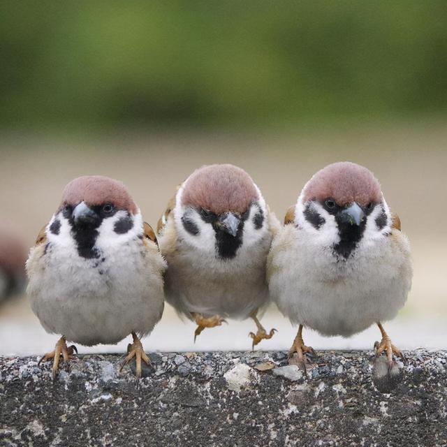 麻雀是国家二级保护动物吗，麻雀为什么养不活（曾经是四害之一的麻雀）