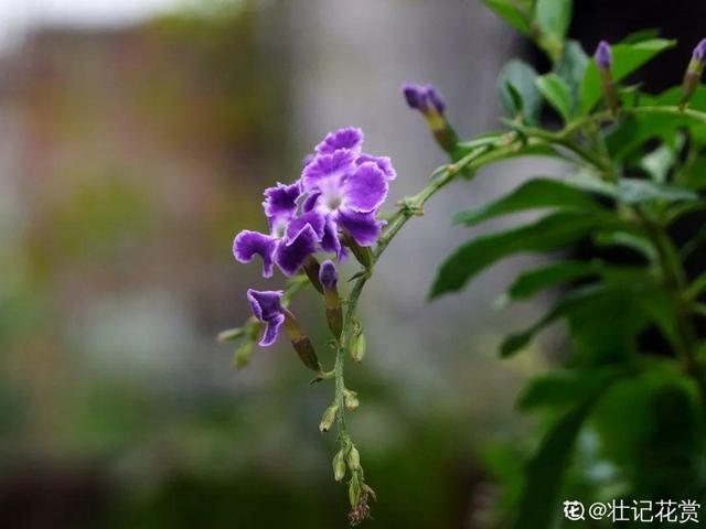 吸收甲醛的植物，哪种植物具有吸收甲醛的功能（净化空气最厉害）