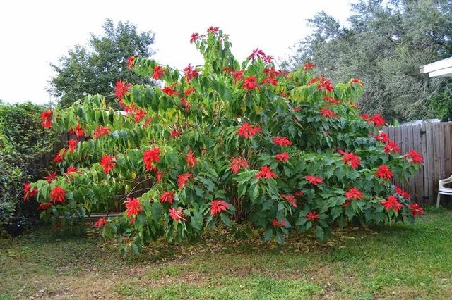 一品红图片，原来市场上的一品红都是带“病菌”的（植物大战僵尸2一品红图片）