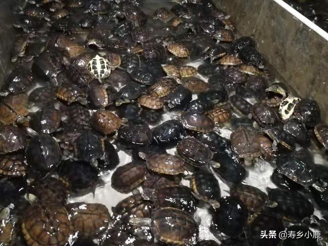 石金钱龟养殖前景，现在养石金钱龟前景好吗（龟市预测：未来三年内）