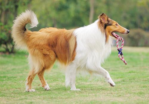 德国牧羊犬是柯利犬种吗，原来牧羊犬有很多种