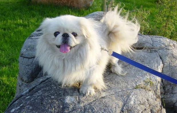 2,京巴犬漂亮又可爱,现在为啥少人养了呢?原因有七个