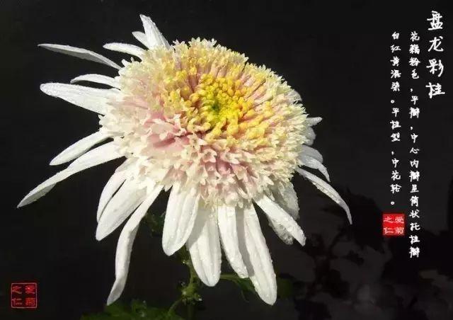 世界最美菊花80种太美了，金秋十月赏菊花——世界最美菊花80种送给您