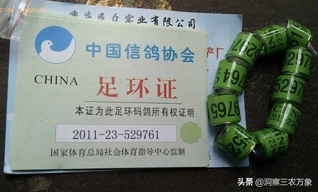 信鸽赛事直播网，中国信鸽赛事直播网（使用信鸽足环查询就可以解决问题）