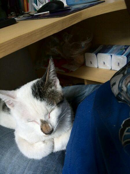 梦见猫是什么意思，女人做梦梦见猫是什么意思（猫咪的各种睡姿）