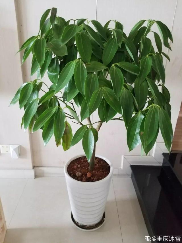 鹅掌柴的作用与功效，鹅掌柴的功效与作用（一养就能养20年）