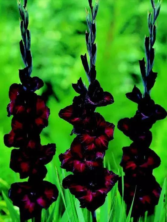 世界上有多少种花，世界上有多少种花?分别是什么（100幅美丽的花儿，赏心悦目）