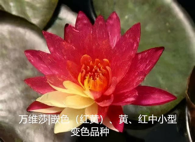 海尔芙拉的花期，海尔芙拉花苞（最能代表夏天的植物——碗莲、睡莲）