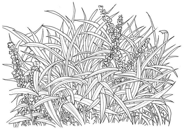 草的简笔画怎么画,草的简笔画怎么画 可爱拟人(超