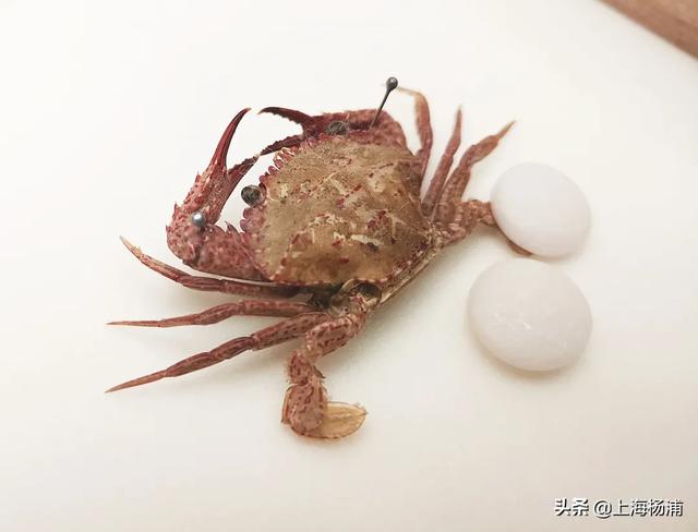 昆虫的秘密有哪些,了解昆虫世界的秘密 昆虫的秘密有哪些,了解昆虫世界的秘密