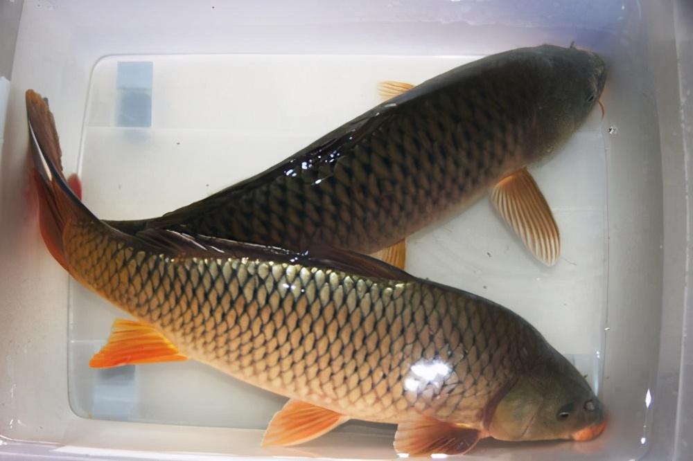 钓鱼人教你7个超实用的菜市场挑选鲤鱼妙招,赶紧收藏吧-质信十强榜