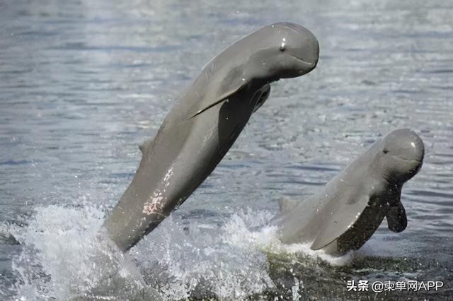 cambodia是哪个国家，cambodia是哪个国家货币2000（这是我的最新简历）