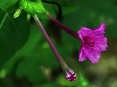 芙蓉花花语，芙蓉花花语及寓意（100种花的花语，太全了！）