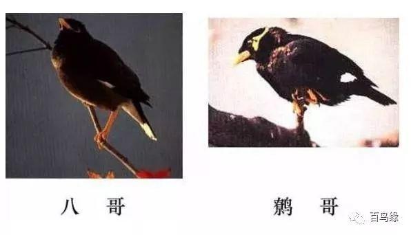 家八哥和鹩哥的区别，八哥与鹩哥常见问题解答