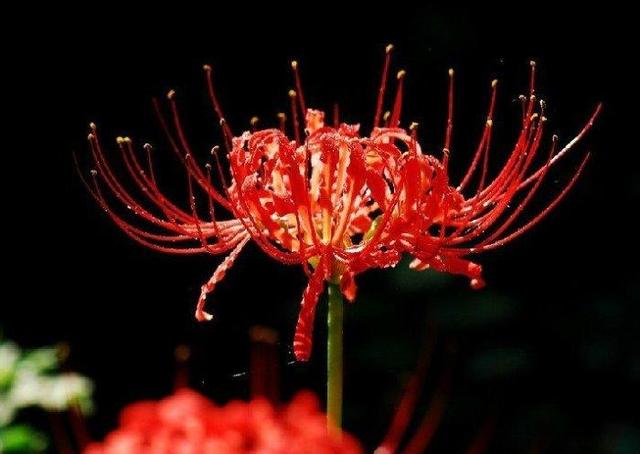 日本的花和花语，日本兰花花语（200种花卉的花语汇总）