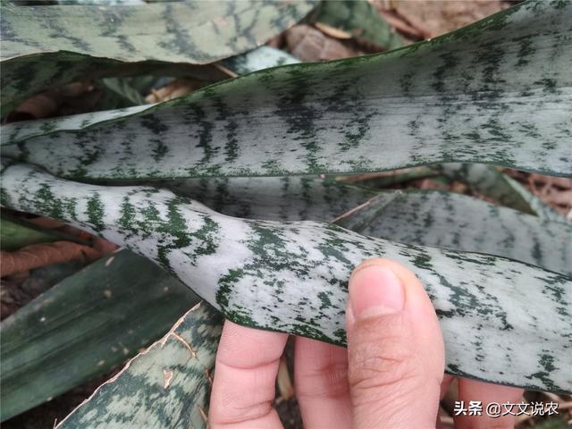 虎皮剑兰的养殖方法，虎皮剑兰的养殖方法和注意事项浇水（新手也能种好虎皮剑兰）