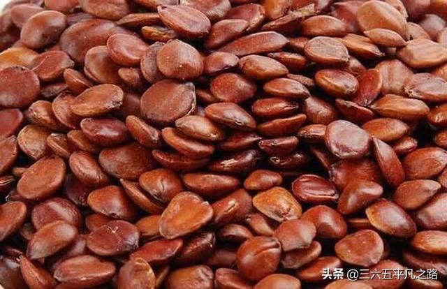 野生酸枣的功效与作用及食用，野生酸枣有什么用处（以前无人问津到如今抢着去采摘）