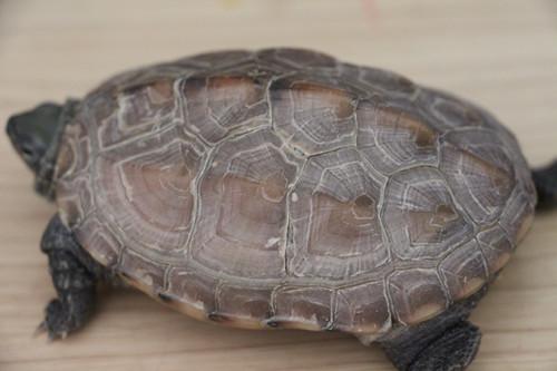 我的乌龟为什么会脱壳，我的乌龟为什么会脱壳而出（乌龟脱壳是怎么回事）