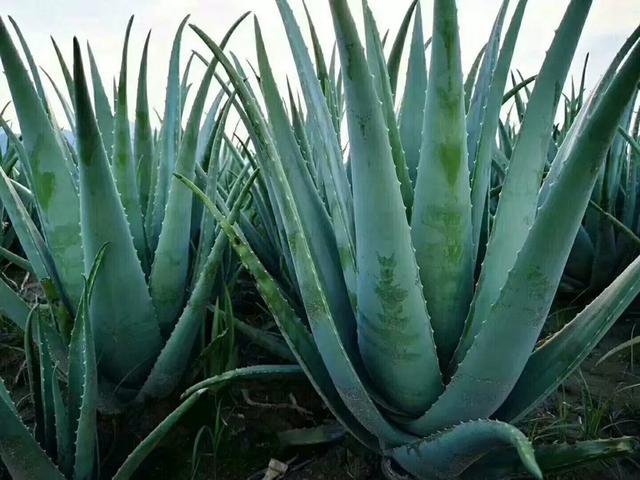 库拉索芦荟的功效与作用，库拉索芦荟（为何库拉索芦荟能一枝独秀）