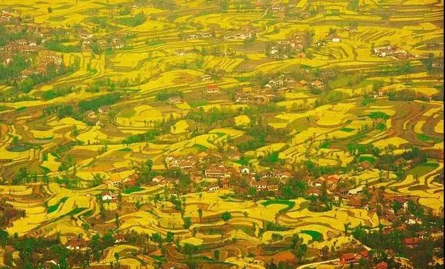 油菜花开的季节，适合家庭室内养的花与绿植（2019年全国油菜花开放时间表）