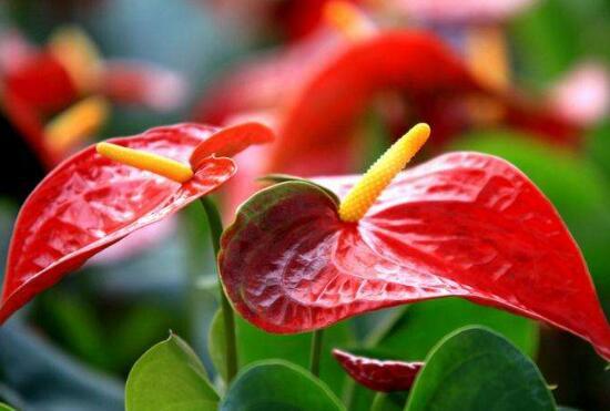 红掌有哪些品种，红掌有哪些品种名称（红掌品种图片大全）