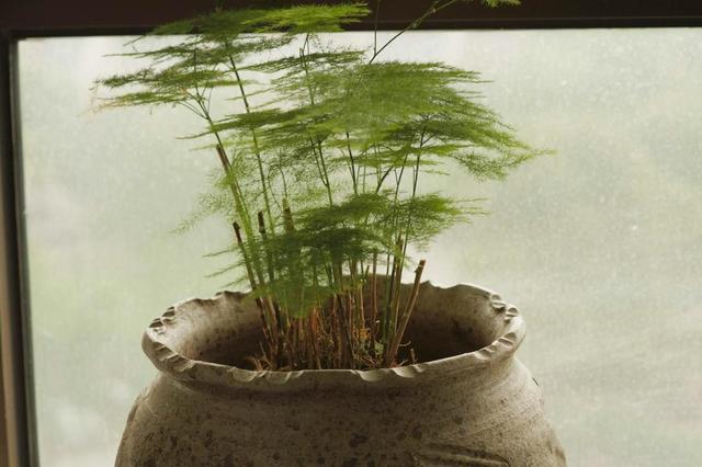 文竹全部剪掉还会发吗，文竹是不是要剪头（这家养的文竹连年疯长）