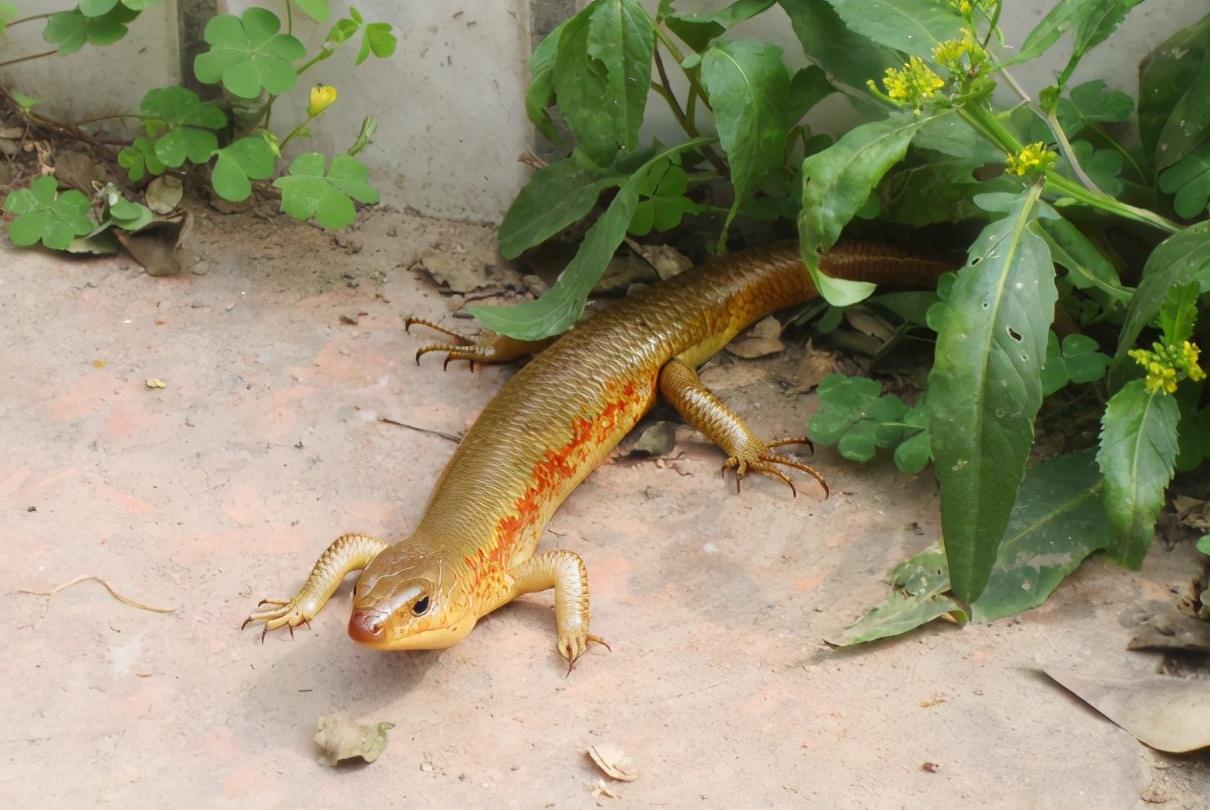 蛇狗属相合不合,80后儿时玩物"狗婆蛇" - 玉三网