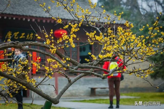 榆叶梅树苗多少钱一棵，9公分榆叶梅价格多少钱一棵（北方五大苗木主产区的秋季行情总结）