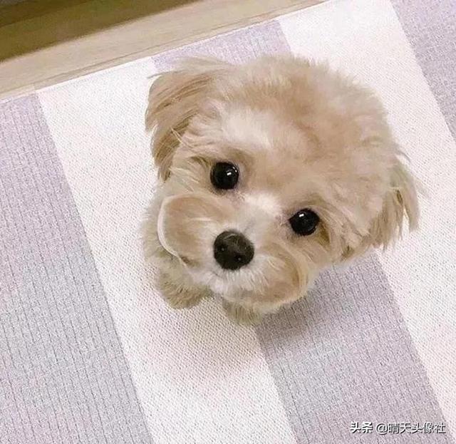 萌宠头像微信，萌宠头像（正如晚来的你皆是笑意）