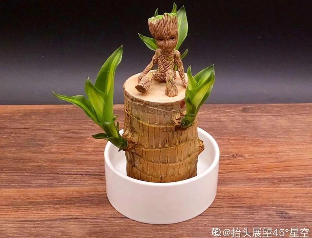除甲醛的植物排名(除甲醛公司)