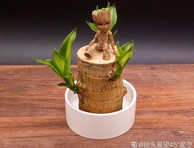 吸收甲醛的植物，哪种植物具有吸收甲醛的功能（净化空气最厉害）