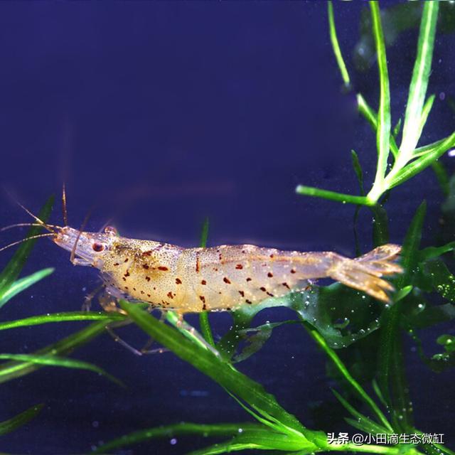 虾的种类有哪些，河里的虾的种类有哪些（适合新手饲养的宠物虾及小型观赏虾详情）