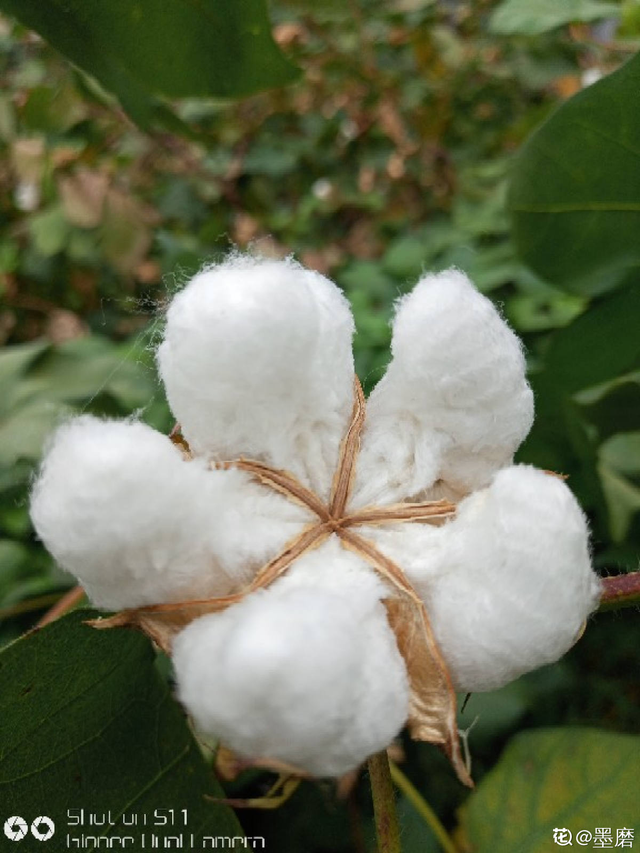 棉花是什么植物，棉花是果实还是花（咱们的棉花可是顶尖）