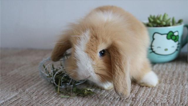 兔子的外形特点，描写兔子的外形特点（如何辨别兔子的雌雄）